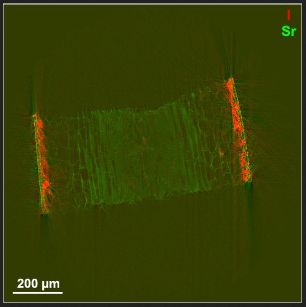 Synchrotron X-rays reveal the modes of Fe binding and trace metal storage in the brown algae Laminaria digitata and Ectocarpus siliculosus