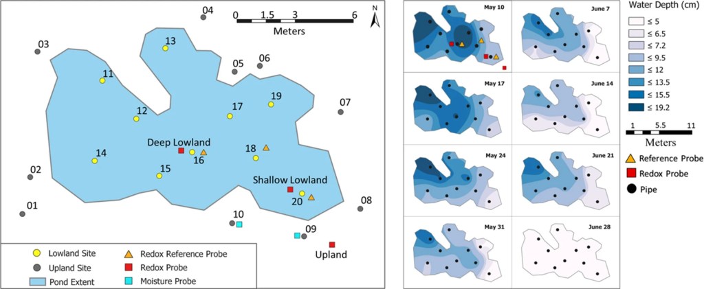 Influence of contrasting redox conditions on iron (oxyhydr)oxide transformation and associated phosphate sorption