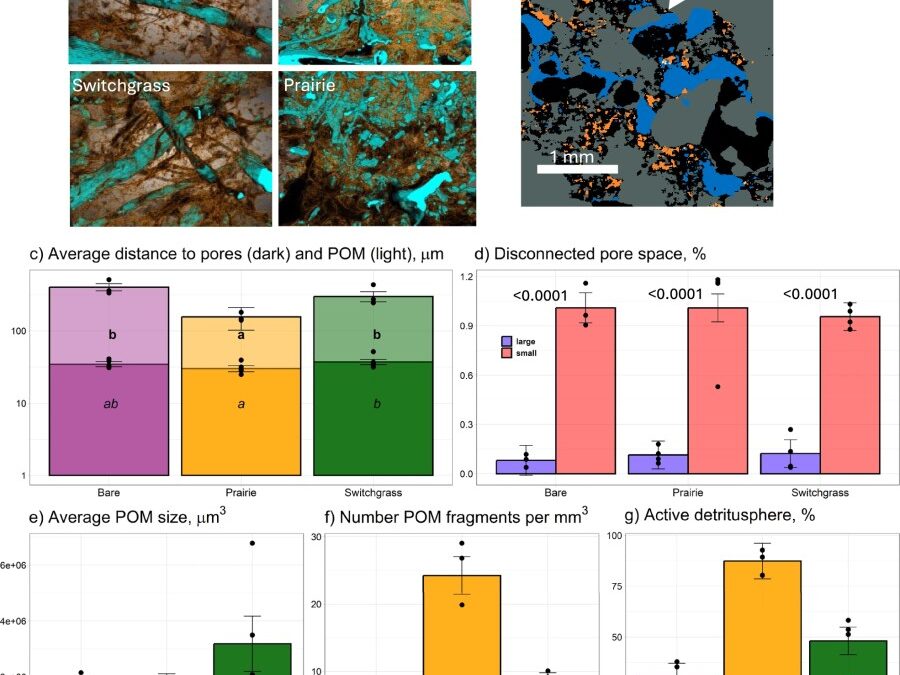 Composition and metabolism of microbial communities in soil pores