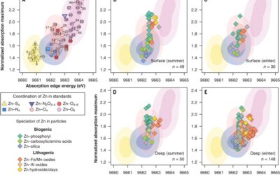 Biogenic-to-lithogenic handoff of particulate Zn affects the Zn cycle in the Southern Ocean