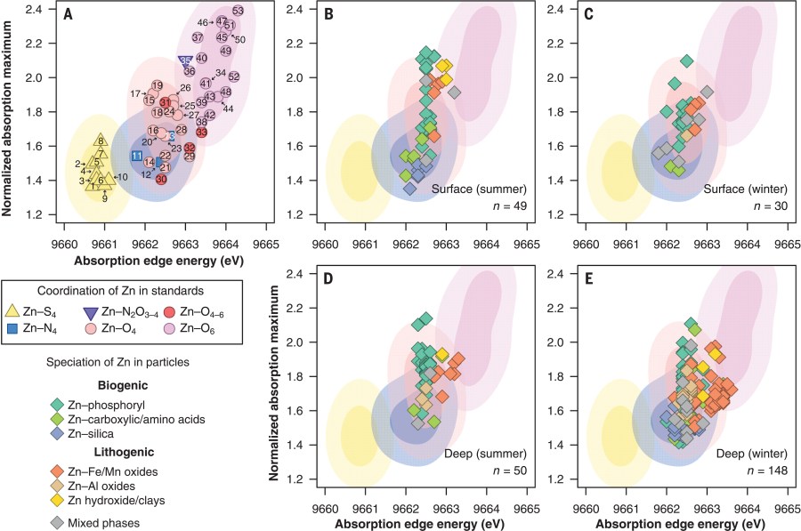 Biogenic-to-lithogenic handoff of particulate Zn affects the Zn cycle in the Southern Ocean