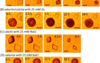 Formation of zinc carbonate phases on dissolving calcite, aragonite, and vaterite in acidic aqueous solutions