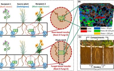 Belowground plant carbon and nitrogen exchange: plant-derived carbon inputs and pore structure formation