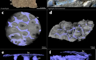 The origin of vertebrate teeth and evolution of sensory exoskeletons