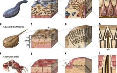 The origin of vertebrate teeth and evolution of sensory exoskeletons