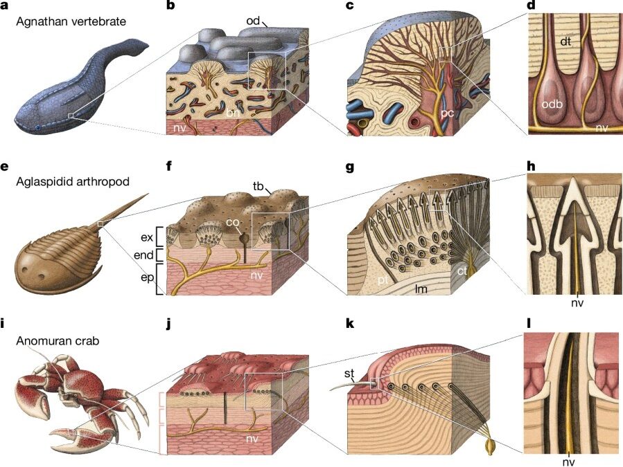 The origin of vertebrate teeth and evolution of sensory exoskeletons