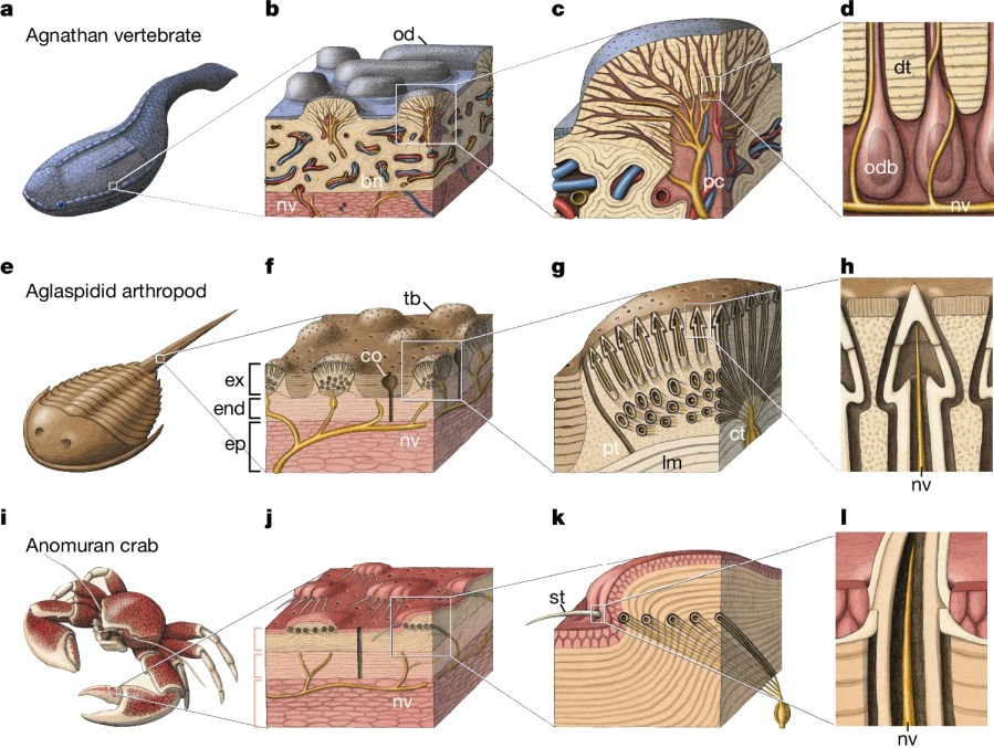 The origin of vertebrate teeth and evolution of sensory exoskeletons