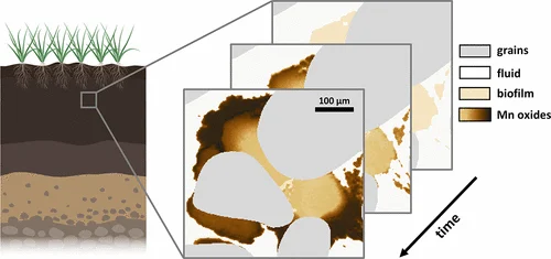 Enhanced Manganese Oxidation at the Biofilm–Fluid Interface Drives Pore-Scale Patterns in Mineral Precipitation