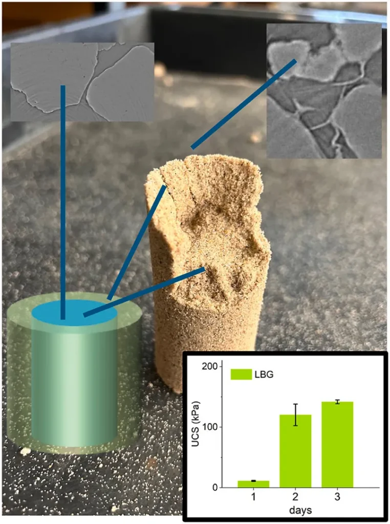 Interplay of Surface Energy and Rheology in Biopolymer Soil Enhancement